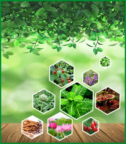 Thảo Dược Thiên Nhiên