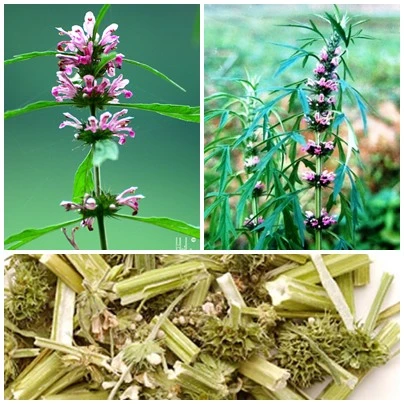 Cây Ích Mẫu - Điều Hòa Kinh Nguyệt ảnh 1