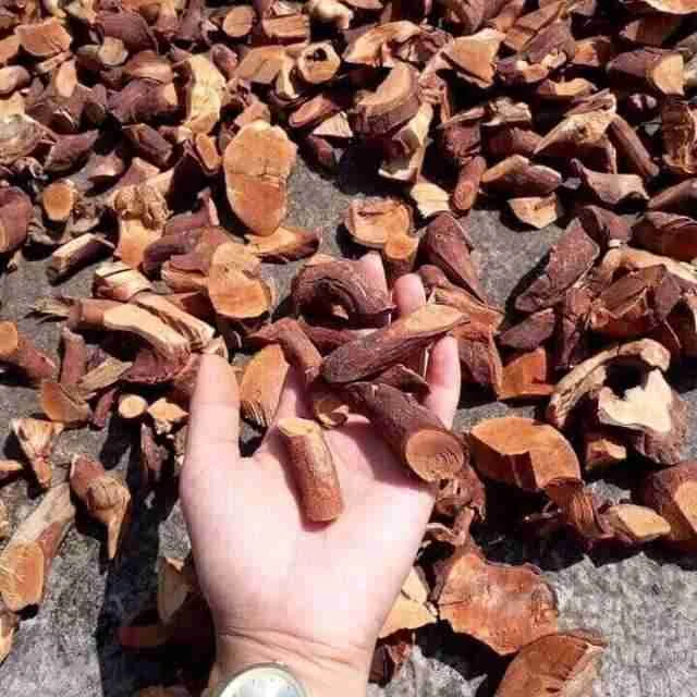 Cây Mú Từn - Tăng Cường Sinh Lý Nam ảnh 1