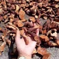 Cây Mú Từn - Tăng Cường Sinh Lý Nam ảnh 1